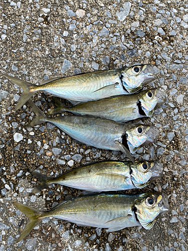 アジの釣果