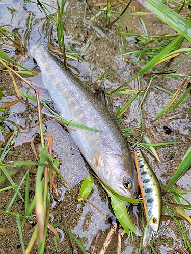 イワナの釣果