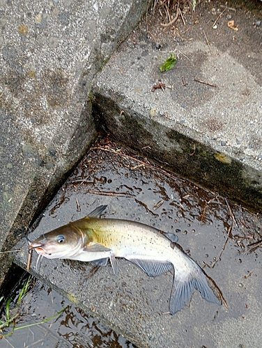 アメリカナマズの釣果