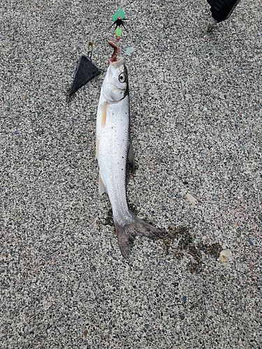 ウグイの釣果