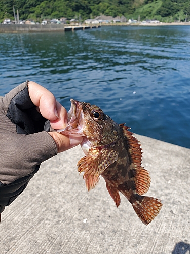 アラカブの釣果