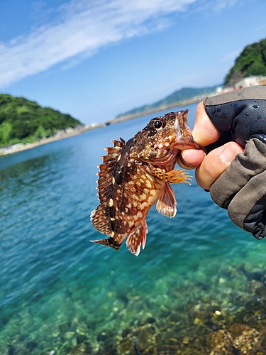 アラカブの釣果