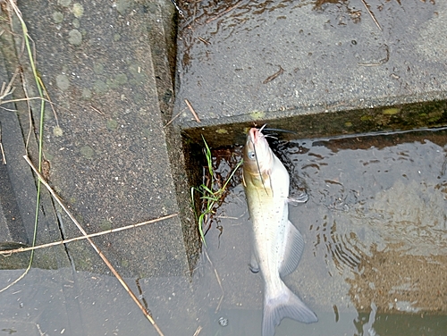 アメリカナマズの釣果