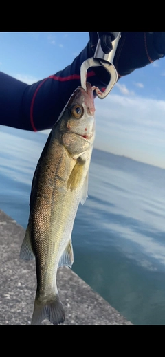 セイゴ（マルスズキ）の釣果