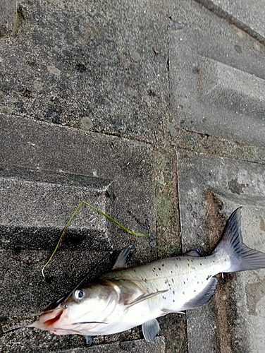 アメリカナマズの釣果