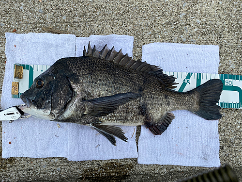 チヌの釣果