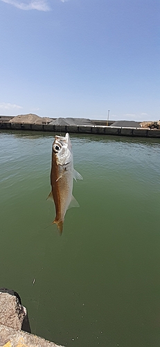 アカムツの釣果