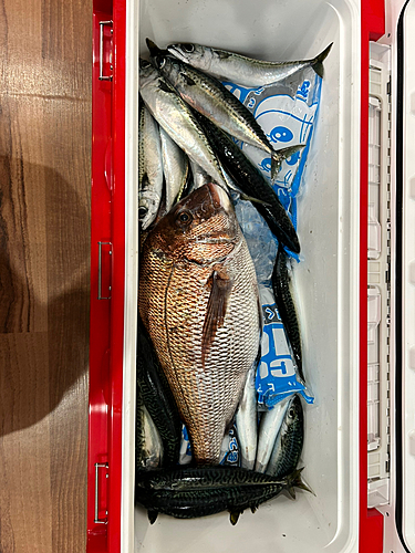 タイの釣果