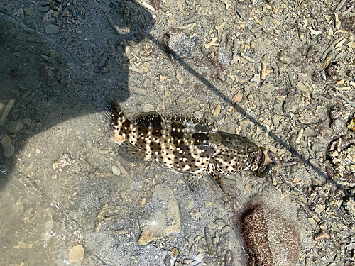 ハタの釣果