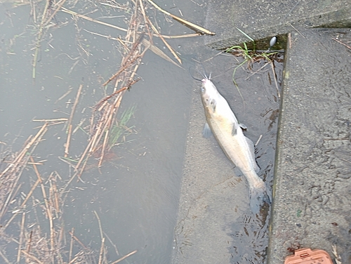 アメリカナマズの釣果