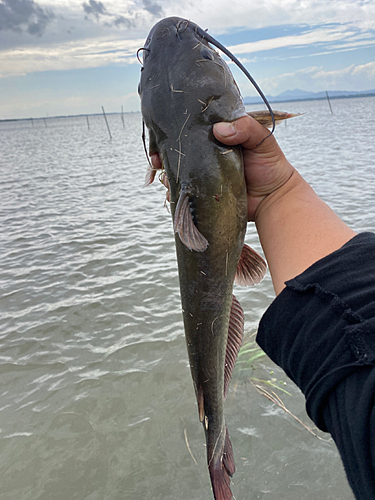 アメリカナマズの釣果