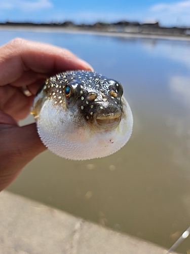 フグの釣果