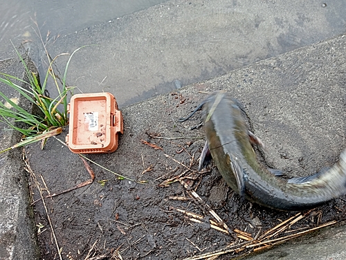 アメリカナマズの釣果