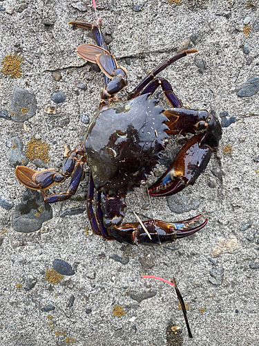 イシガニの釣果