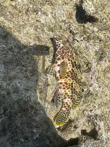 イシミーバイの釣果