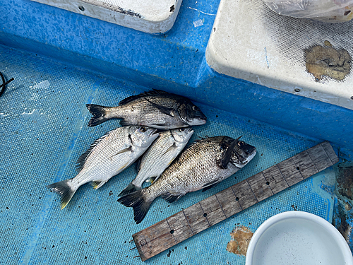 クロダイの釣果