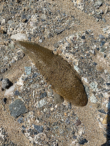 ウシノシタの釣果