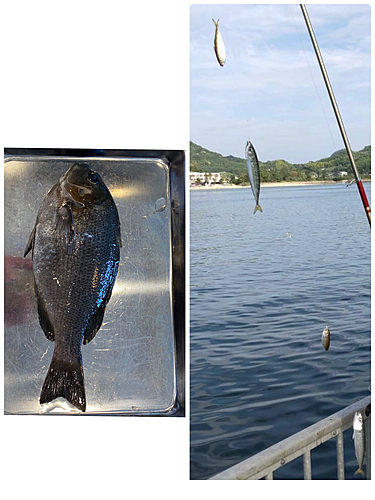 サバの釣果