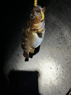 エゾメバルの釣果