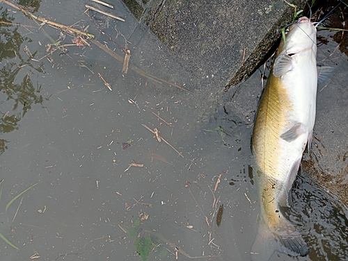 アメリカナマズの釣果