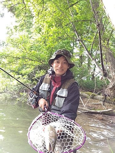 イワナの釣果