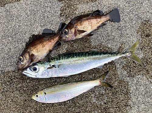 サバの釣果