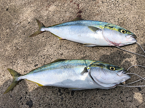 イナダの釣果