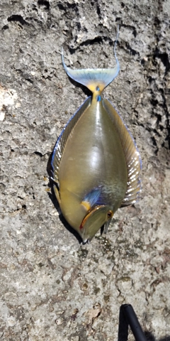 テングハギの釣果