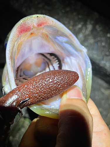 ブラックバスの釣果