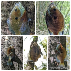 ブルーギルの釣果