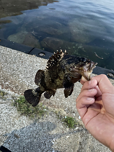 タケノコメバルの釣果