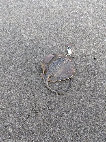 エイの釣果