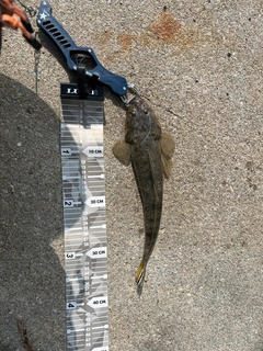 ミナミマゴチの釣果