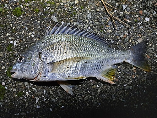 キビレの釣果