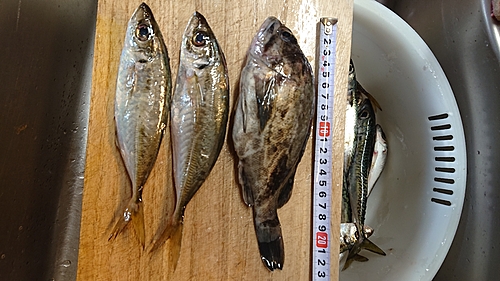 クロソイの釣果