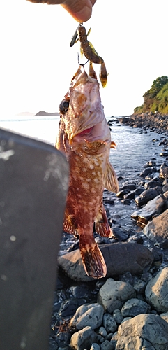 アラカブの釣果