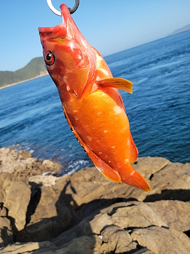 アカハタの釣果