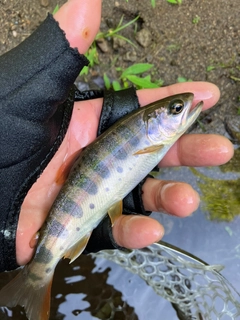 ヤマメの釣果