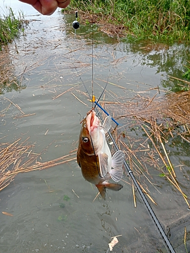 アメリカナマズの釣果