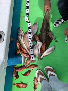 タイの釣果