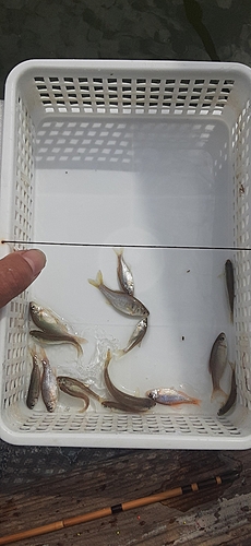 タナゴの釣果