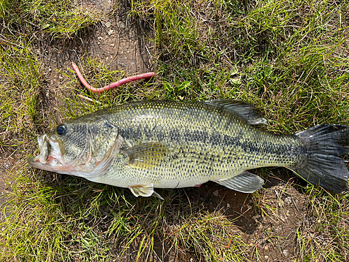 ラージマウスバスの釣果