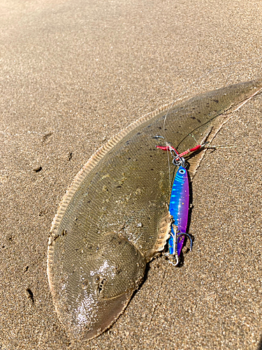 シタビラメの釣果