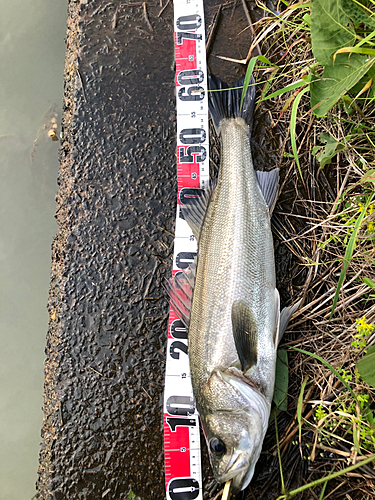 シーバスの釣果