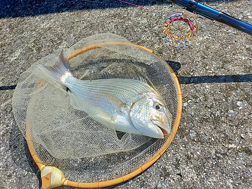 ヘダイの釣果