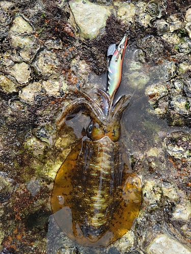 アオリイカの釣果