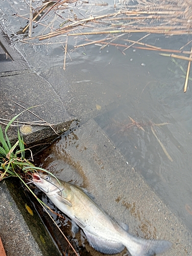 アメリカナマズの釣果