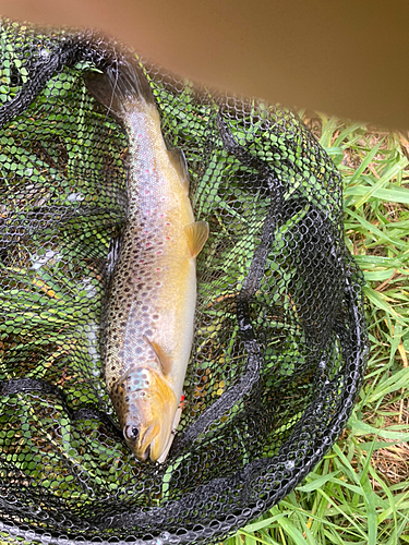 ブラウントラウトの釣果