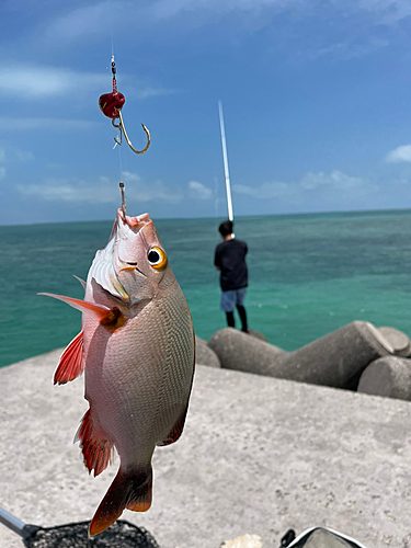 オキフエダイの釣果