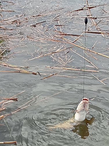 アメリカナマズの釣果